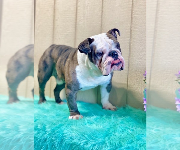 Medium Photo #1 Bulldog Puppy For Sale in ORRVILLE, OH, USA