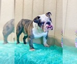 Small Photo #1 Bulldog Puppy For Sale in ORRVILLE, OH, USA
