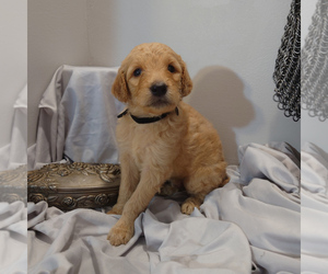 Goldendoodle Puppy for sale in PEYTON, CO, USA