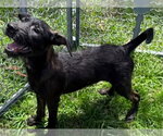 Small #1 Miniature Schnauzer Mix