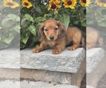 Small Photo #3 Dachshund Puppy For Sale in CANOGA, NY, USA