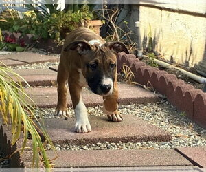 Han Solo - Male Black Mouth Cur-Boxer Mix Dog for Adoption - Photo #6