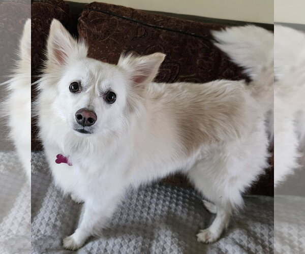 Medium Photo #2 American Eskimo Dog Puppy For Sale in Pikesville, MD, USA