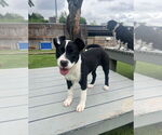 Small #2 American Pit Bull Terrier Mix