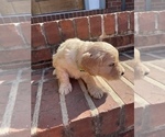 Small Photo #2 Goldendoodle Puppy For Sale in ALPHARETTA, GA, USA