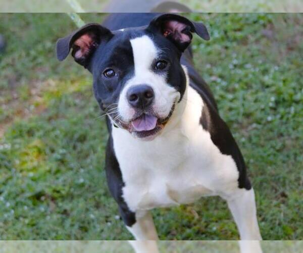Medium Photo #1 American Staffordshire Terrier-Unknown Mix Puppy For Sale in Tallahassee, FL, USA