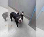Small Staffordshire Bull Terrier Mix