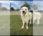 Small Maremma Sheepdog