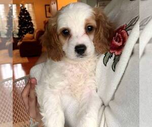 Cavapoo Puppy for sale in LANCASTER, PA, USA