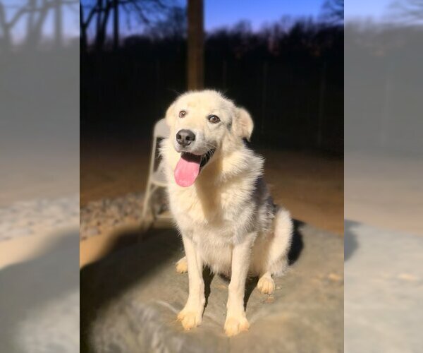 Medium Photo #5 Great Pyrenees-Unknown Mix Puppy For Sale in Flower Mound, TX, USA