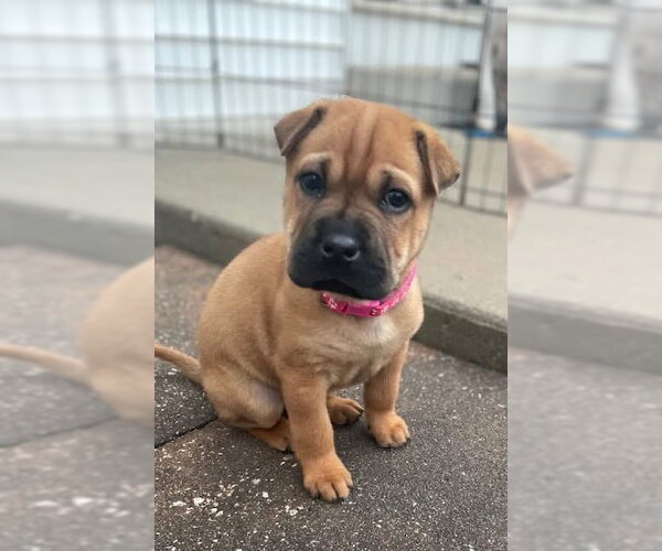 Medium Photo #1 Mutt Puppy For Sale in New London, WI, USA