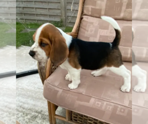 Beagle Puppy for sale in WILMINGTON, CA, USA