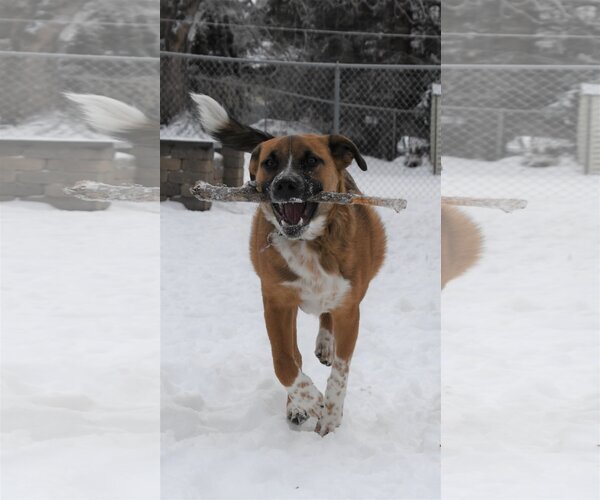Medium Photo #12 Mutt Puppy For Sale in Farmington, MN, USA
