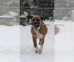 Small #11 Mutt
