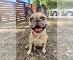 London - Female French Bulldog Dog for Adoption - Small photo