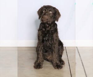 Labradoodle-Poodle (Standard) Mix Puppy for sale in FREDERICKSBG, OH, USA