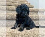 Small #1 Goldendoodle