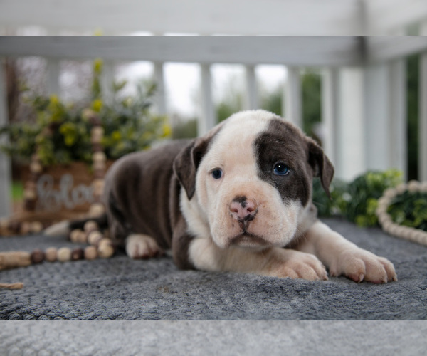 Medium Photo #3 Olde English Bulldogge Puppy For Sale in MERCER, PA, USA