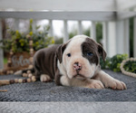 Small #2 Olde English Bulldogge