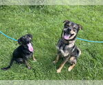 Small #8 Plott Hound Mix