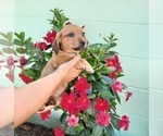 Puppy 2 Cardigan Welsh Corgi-Dachshund Mix