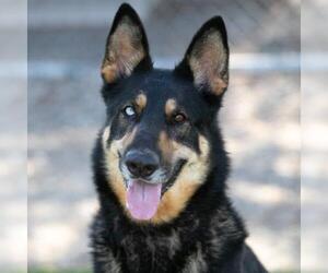German Shepherd Dog-Unknown Mix Dogs for adoption in Camarillo, CA, USA