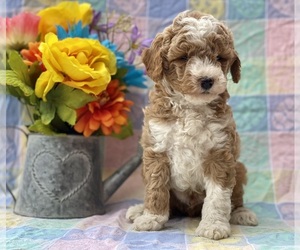 Goldendoodle (Miniature) Puppy for sale in LANCASTER, PA, USA