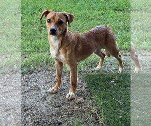 Labrador Retriever-Unknown Mix Dogs for adoption in Virginia Beach, VA, USA