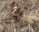 Small Photo #5 Goldendoodle Puppy For Sale in CEDAR HILL, TX, USA