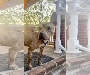 Willy - Male Bulldog-Unknown Mix Dog for Adoption - Photo #13