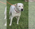 Small Labrador Retriever