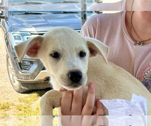 Medium Labrador Retriever Mix