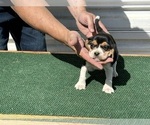 Puppy Jaime Beagle
