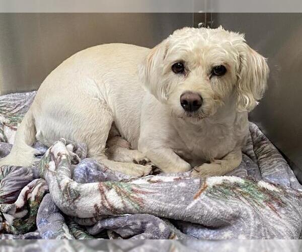 Medium Photo #1 Dandie Dinmont Terrier-Unknown Mix Puppy For Sale in Orange, CA, USA