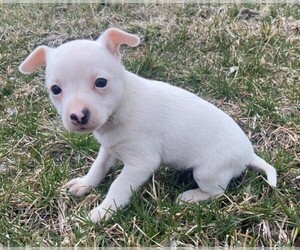 Rat Terrier Puppy for sale in FREDERICKSBURG, OH, USA