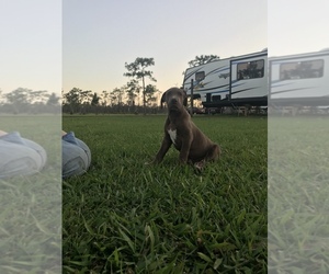 Great Dane Puppy for sale in LAKE WALES, FL, USA