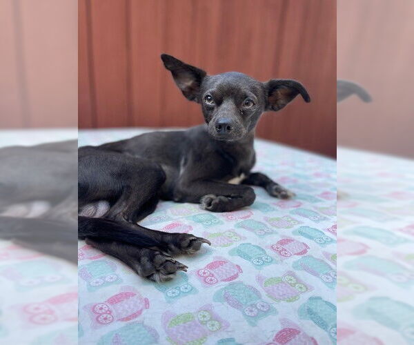 Medium Photo #1 Chihuahua-Unknown Mix Puppy For Sale in St. Louis Park, MN, USA