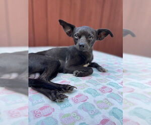 Chihuahua-Unknown Mix Dogs for adoption in St. Louis Park, MN, USA