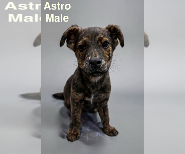 Medium Photo #1 Mountain Cur-Plott Hound Mix Puppy For Sale in Jackson Township, NJ, USA