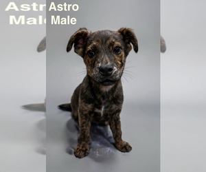 Mountain Cur-Plott Hound Mix Dogs for adoption in Jackson Township, NJ, USA
