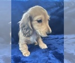 Small #7 Dachshund