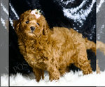 Small #2 Goldendoodle