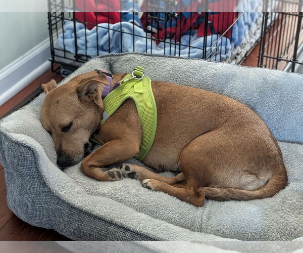 Medium Photo #3 Mutt Puppy For Sale in Mundelein, IL, USA