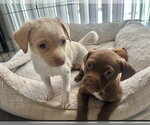 Small #4 Chihuahua Mix