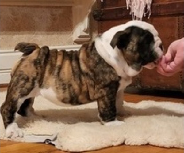 Medium Photo #1 English Bulldog Puppy For Sale in RUSHVILLE, NY, USA