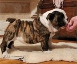 Small Photo #1 English Bulldog Puppy For Sale in RUSHVILLE, NY, USA