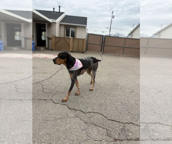 Medium Photo #4 Bluetick Coonhound-Unknown Mix Puppy For Sale in Salt Lake City, UT, USA