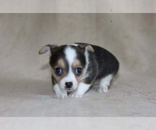 Medium Photo #39 Chihuahua Puppy For Sale in HUDSONVILLE, MI, USA