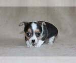 Small Photo #39 Chihuahua Puppy For Sale in HUDSONVILLE, MI, USA