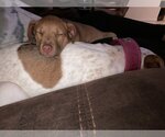 Small Photo #7 Labrador Retriever-Unknown Mix Puppy For Sale in Rosenberg, TX, USA